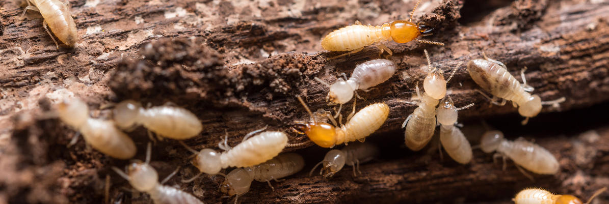 Fournir un diagnostic termites avant de vendre une maison